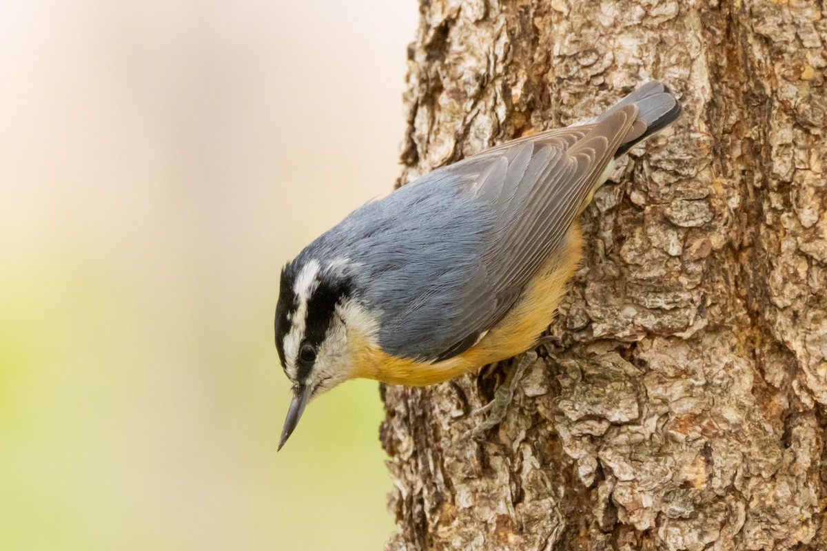 Red-breasted Nuthatch - ML619417863