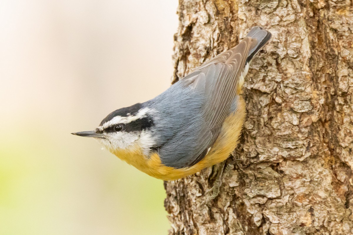 Red-breasted Nuthatch - ML619417864