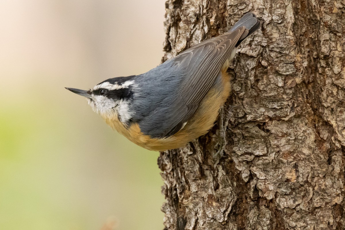 Red-breasted Nuthatch - ML619417865
