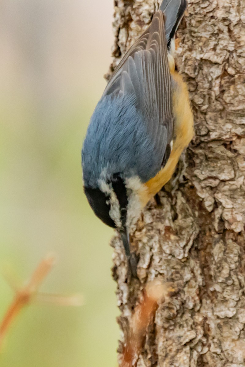 Red-breasted Nuthatch - ML619417866