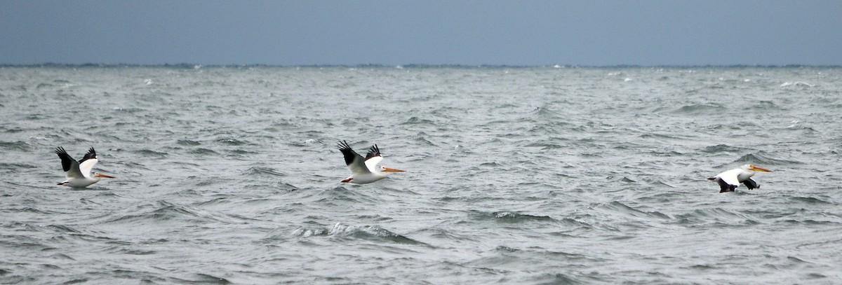 pelikán severoamerický - ML619417870