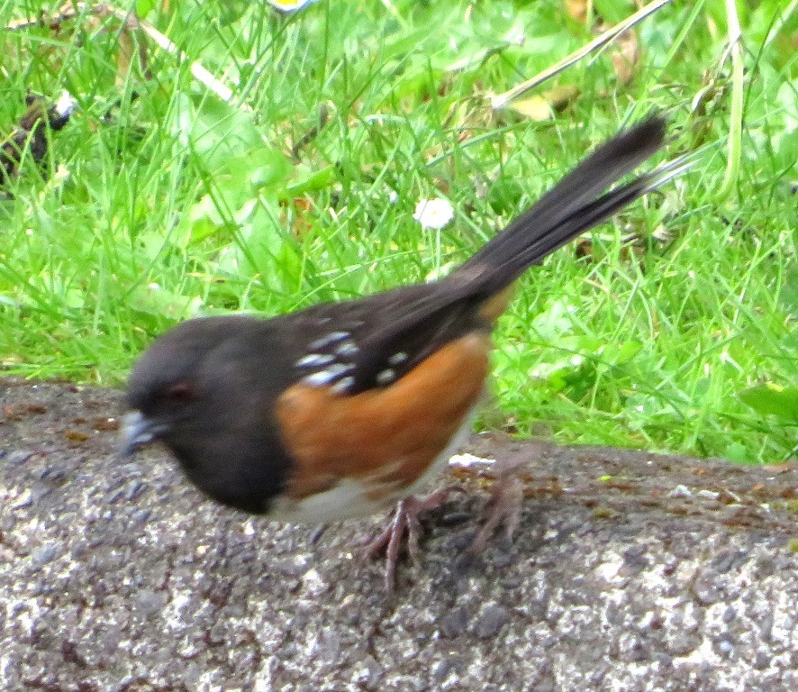 Spotted Towhee - ML619417880