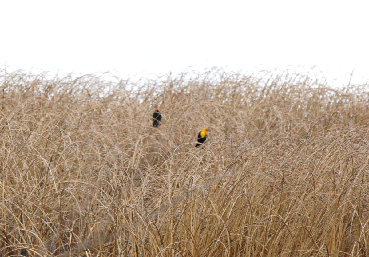 Yellow-headed Blackbird - ML619417884