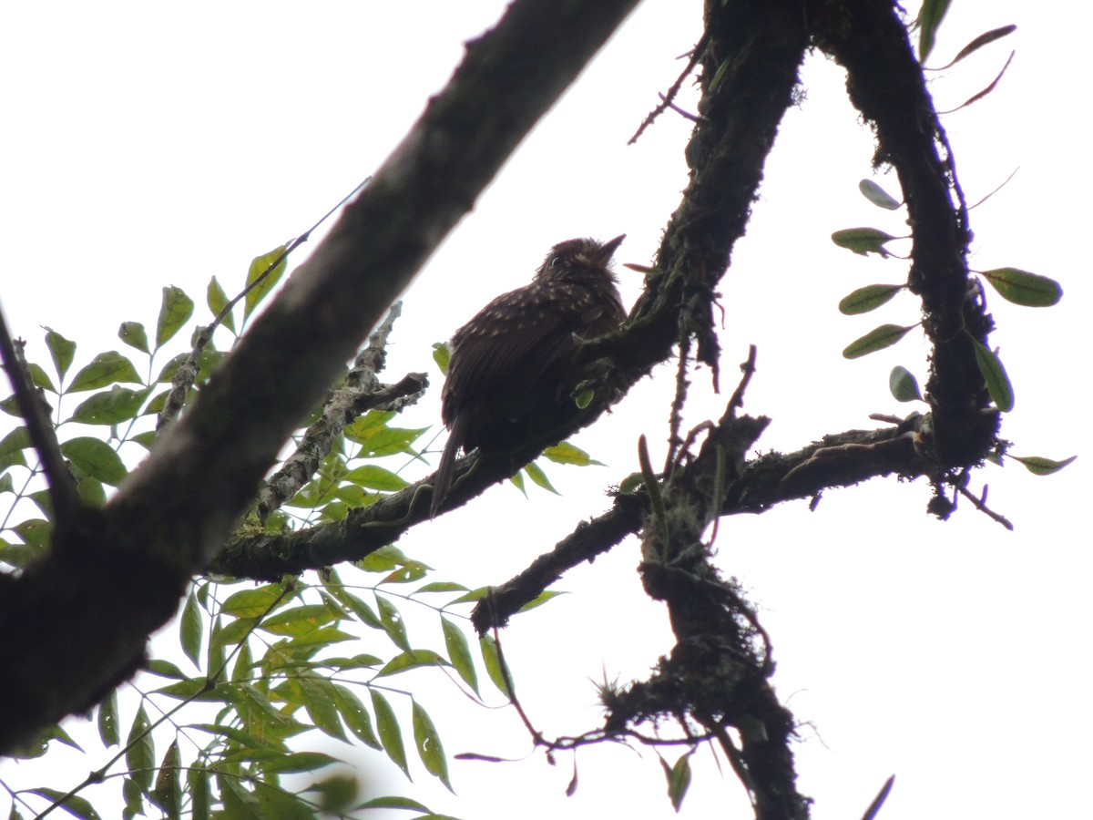 Crescent-chested Puffbird (Greater) - ML619417893