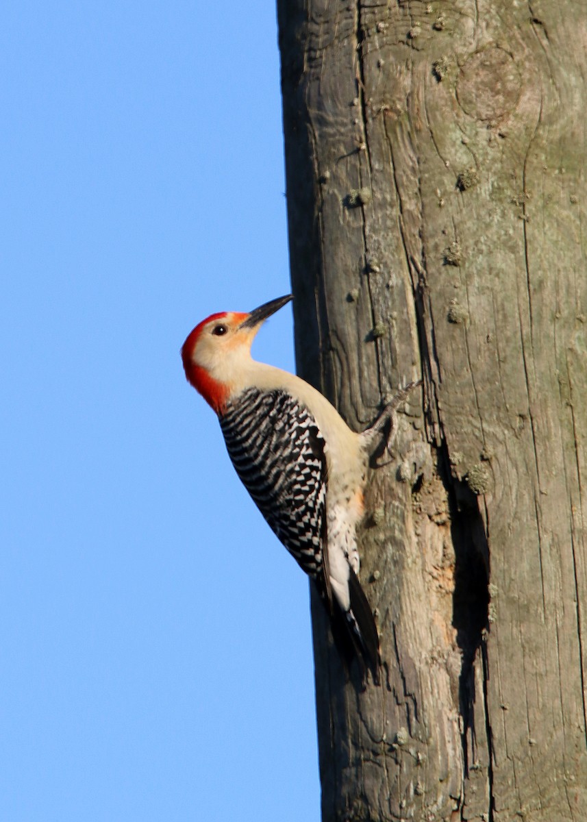 Red-bellied Woodpecker - ML619417969