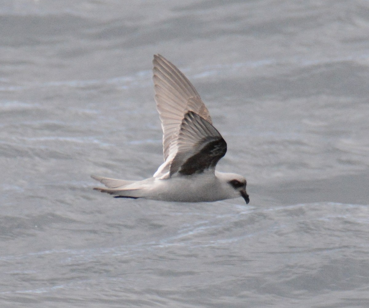 Fork-tailed Storm-Petrel - ML619417975