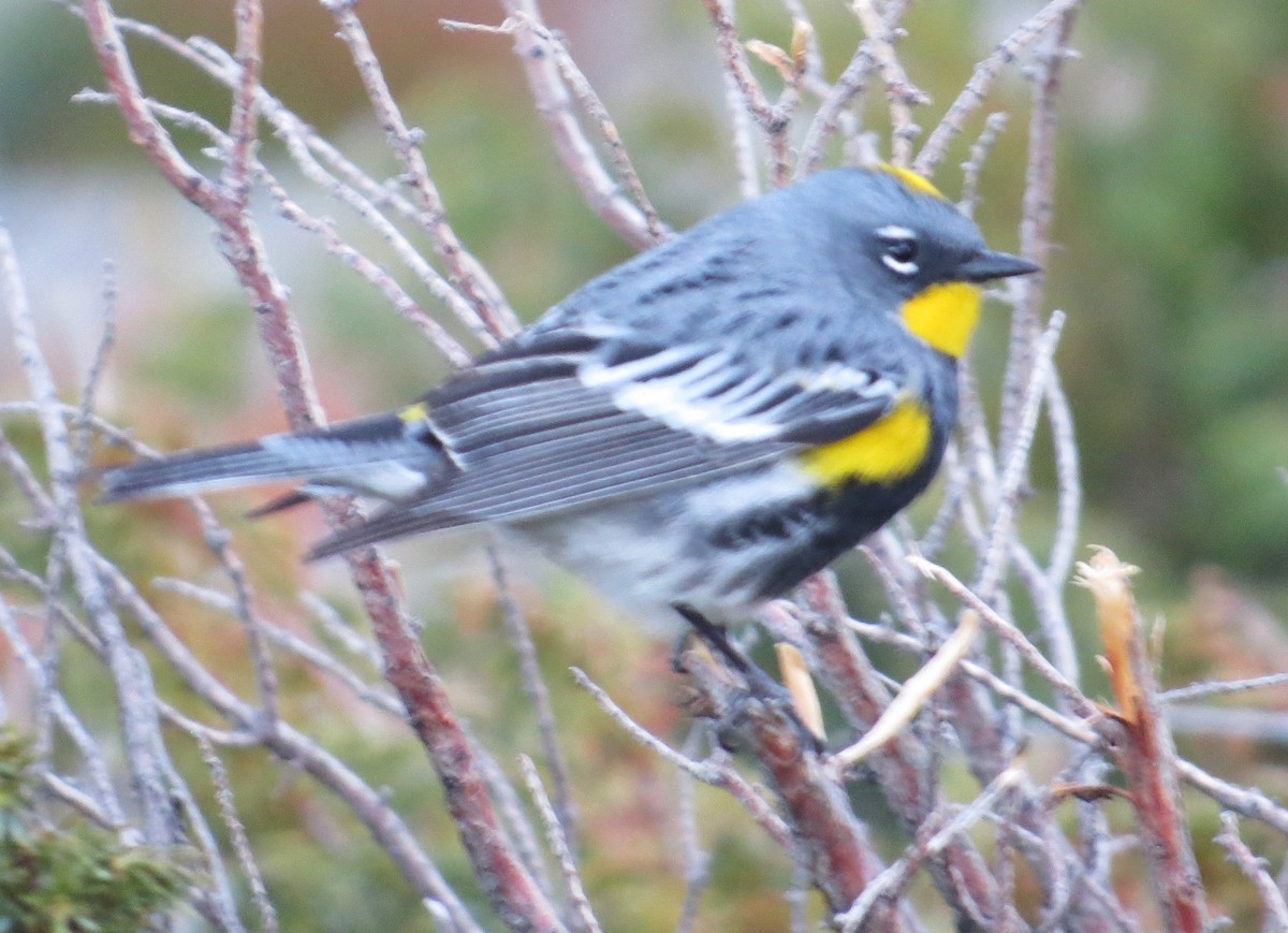 Yellow-rumped Warbler (Audubon's) - ML619418095