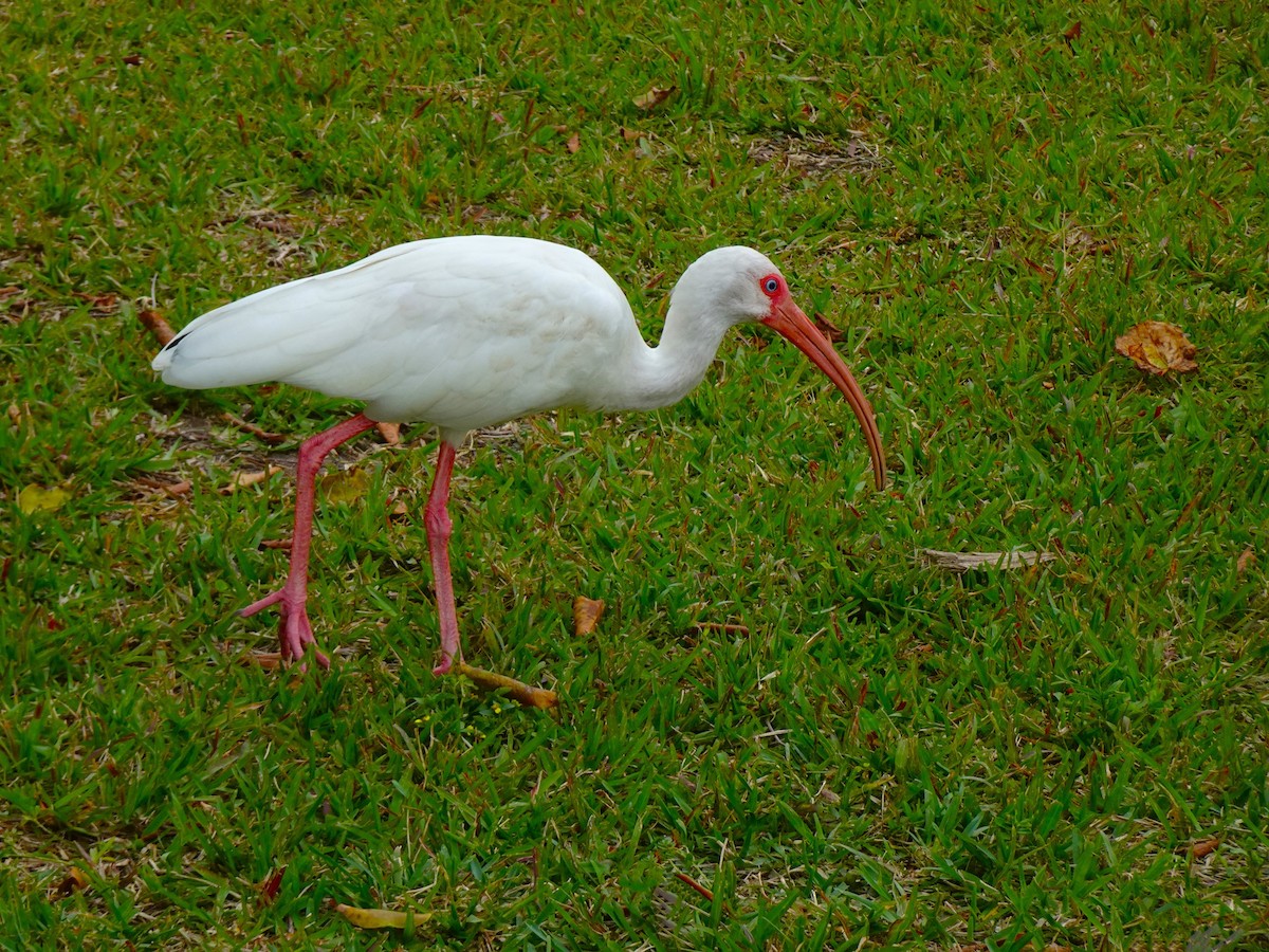 ibis bílý - ML619418101