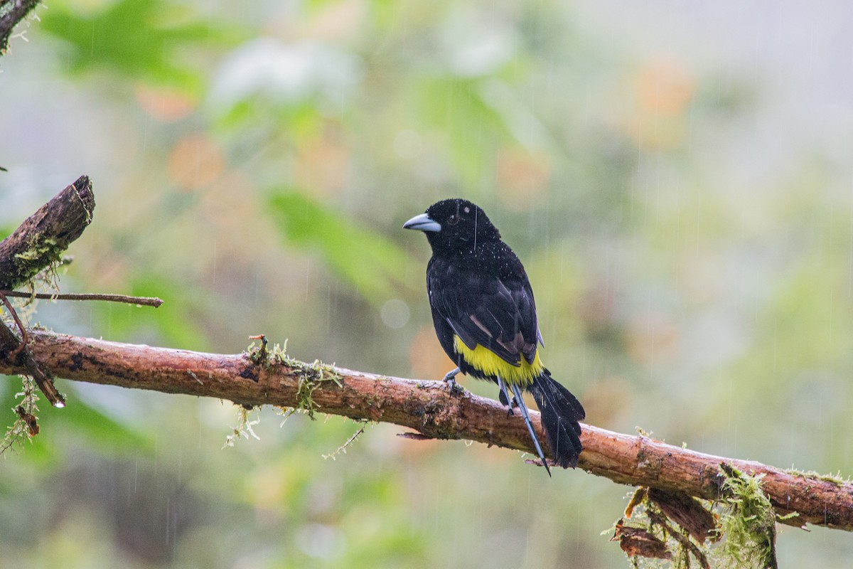 Flame-rumped Tanager - ML619418108