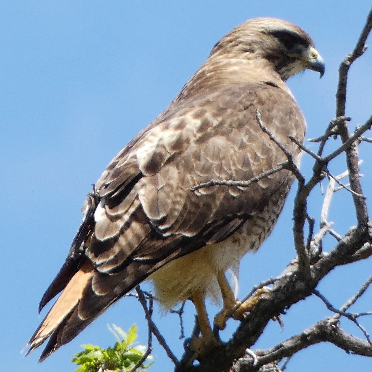 Red-tailed Hawk - ML619418128