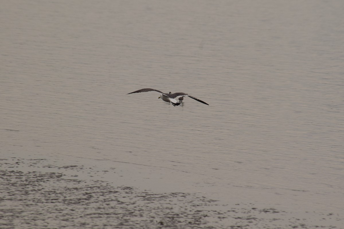 Black-tailed Gull - ML619418154