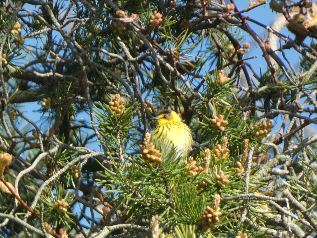 Cape May Warbler - ML619418208