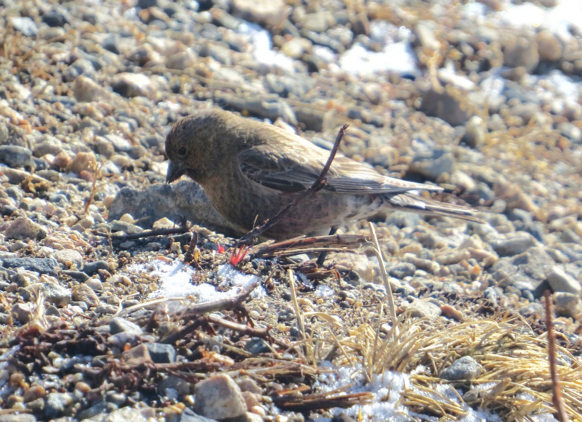 Brown-capped Rosy-Finch - ML619418220