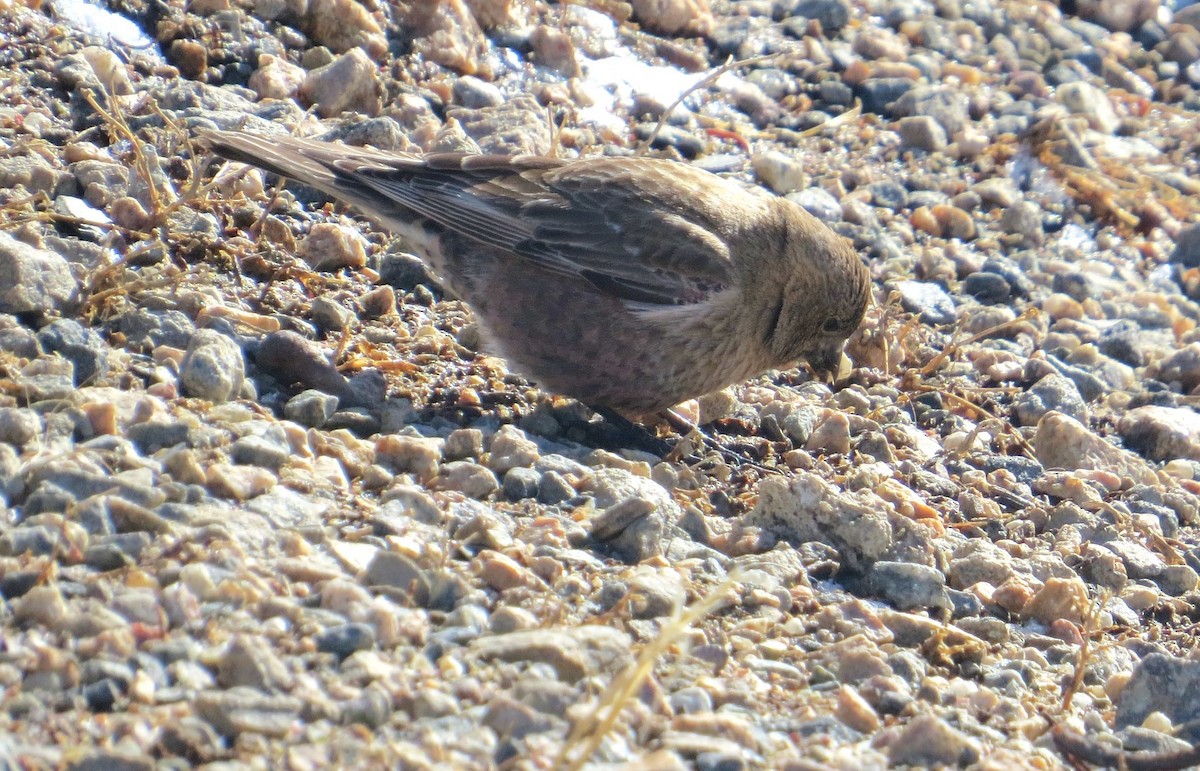 Brown-capped Rosy-Finch - ML619418222
