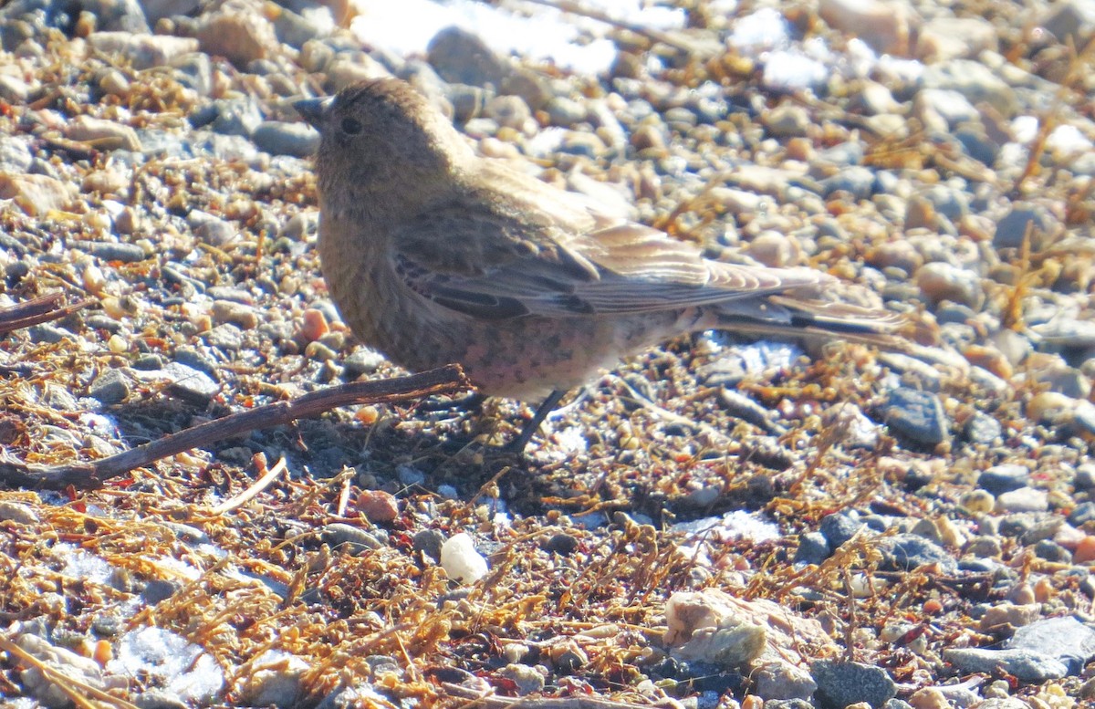 Brown-capped Rosy-Finch - ML619418223