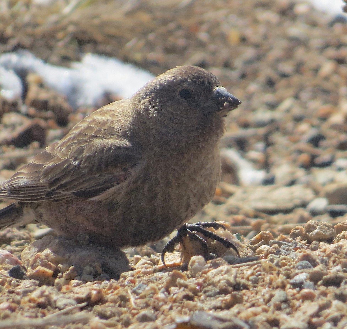 Brown-capped Rosy-Finch - ML619418224