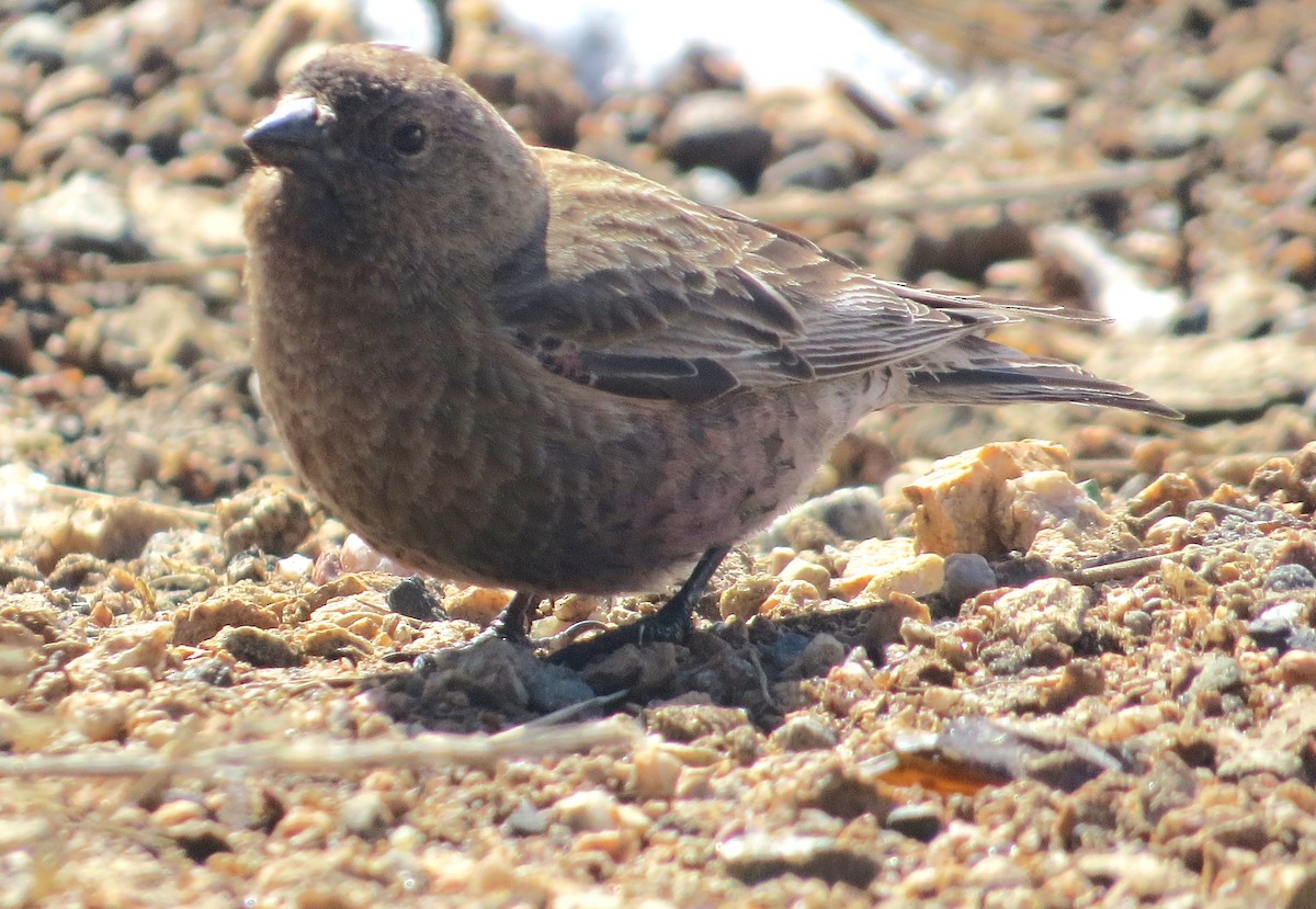 Brown-capped Rosy-Finch - ML619418225