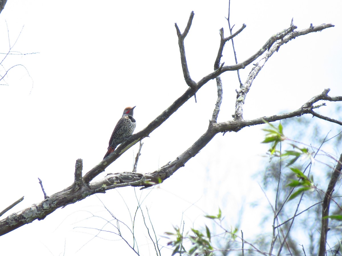 Northern Flicker (Red-shafted) - ML619418232