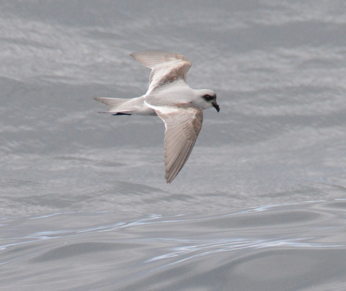 Fork-tailed Storm-Petrel - ML619418243