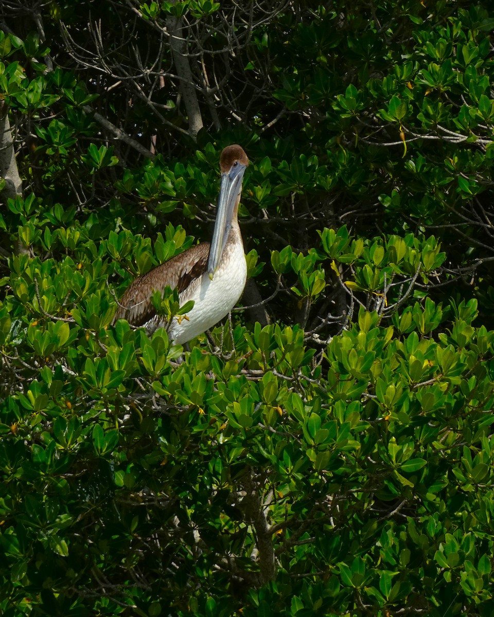 Brown Pelican (Atlantic) - ML619418254