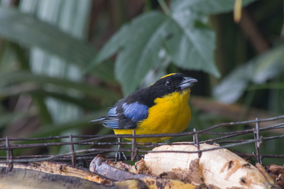Blue-winged Mountain Tanager - ML619418260