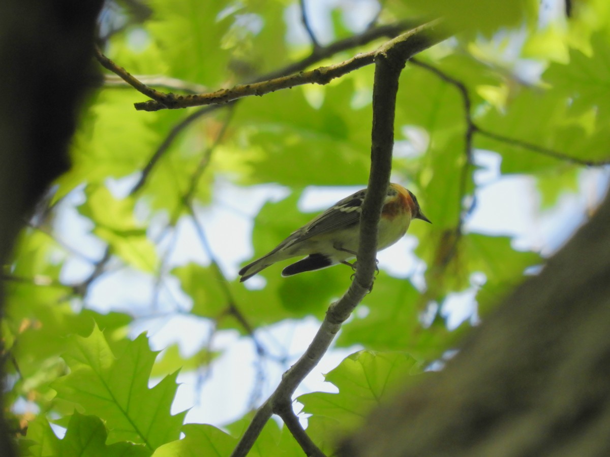 Bay-breasted Warbler - ML619418282