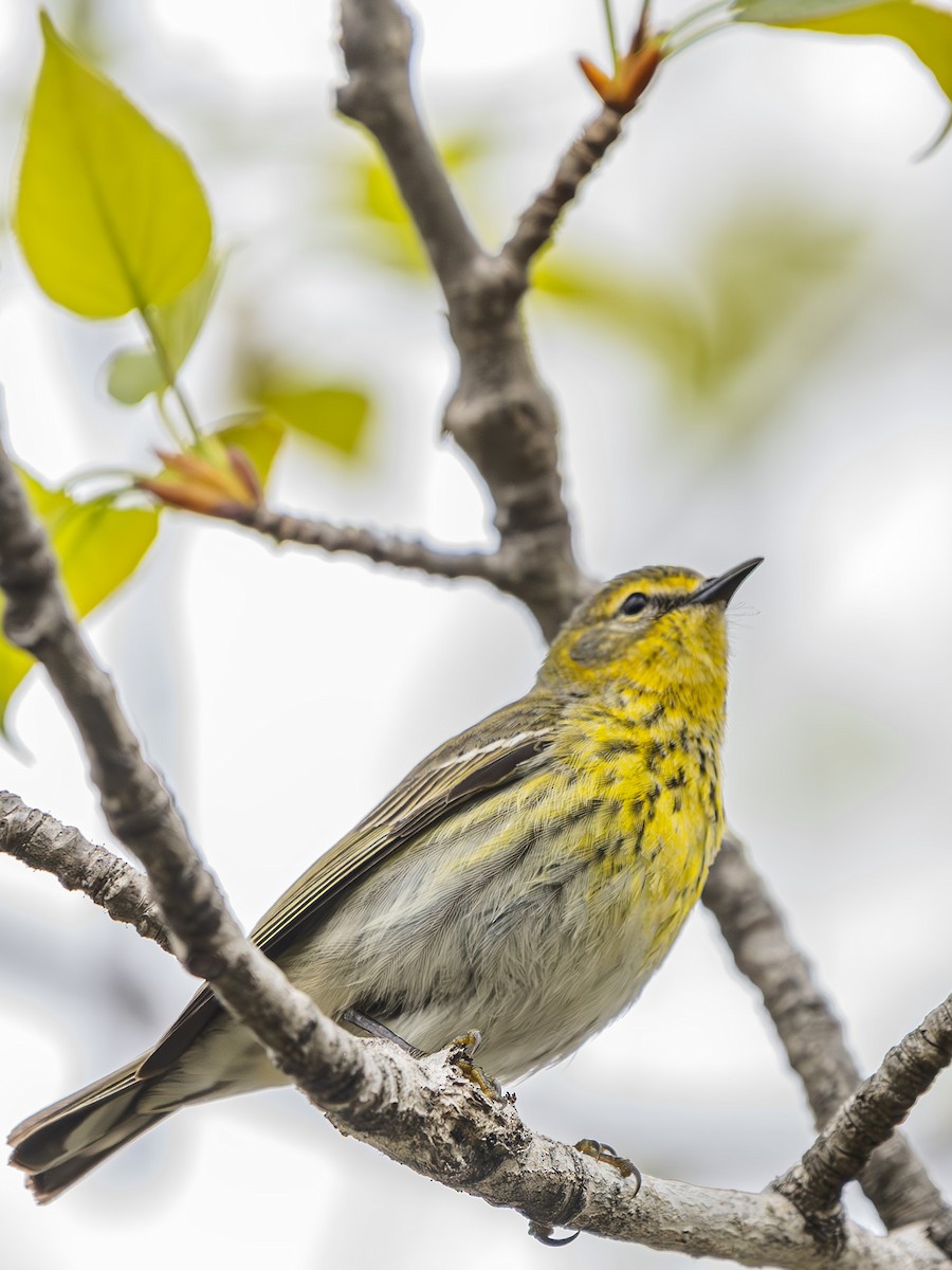 Cape May Warbler - ML619418286