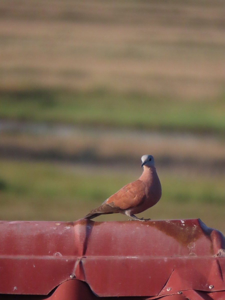 Red Collared-Dove - ML619418303