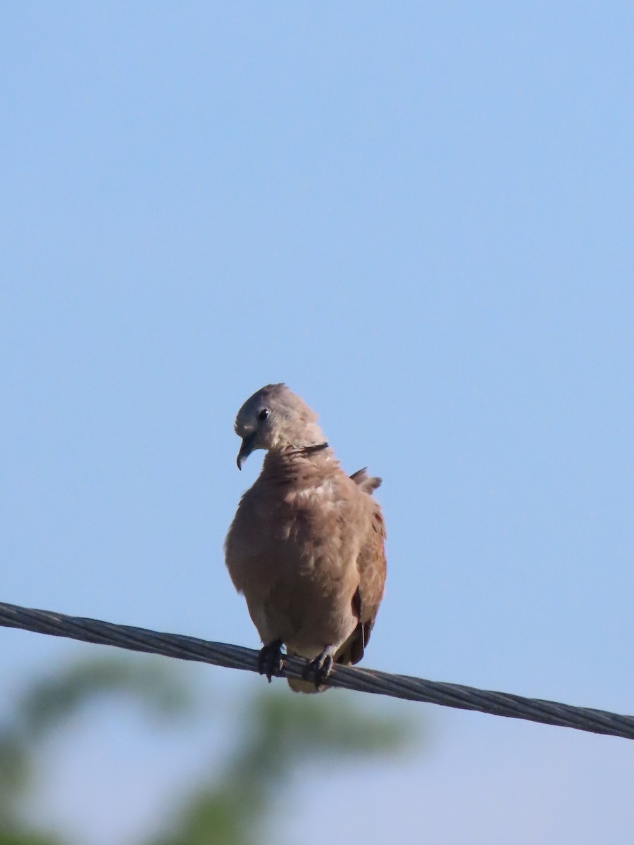 Red Collared-Dove - ML619418306