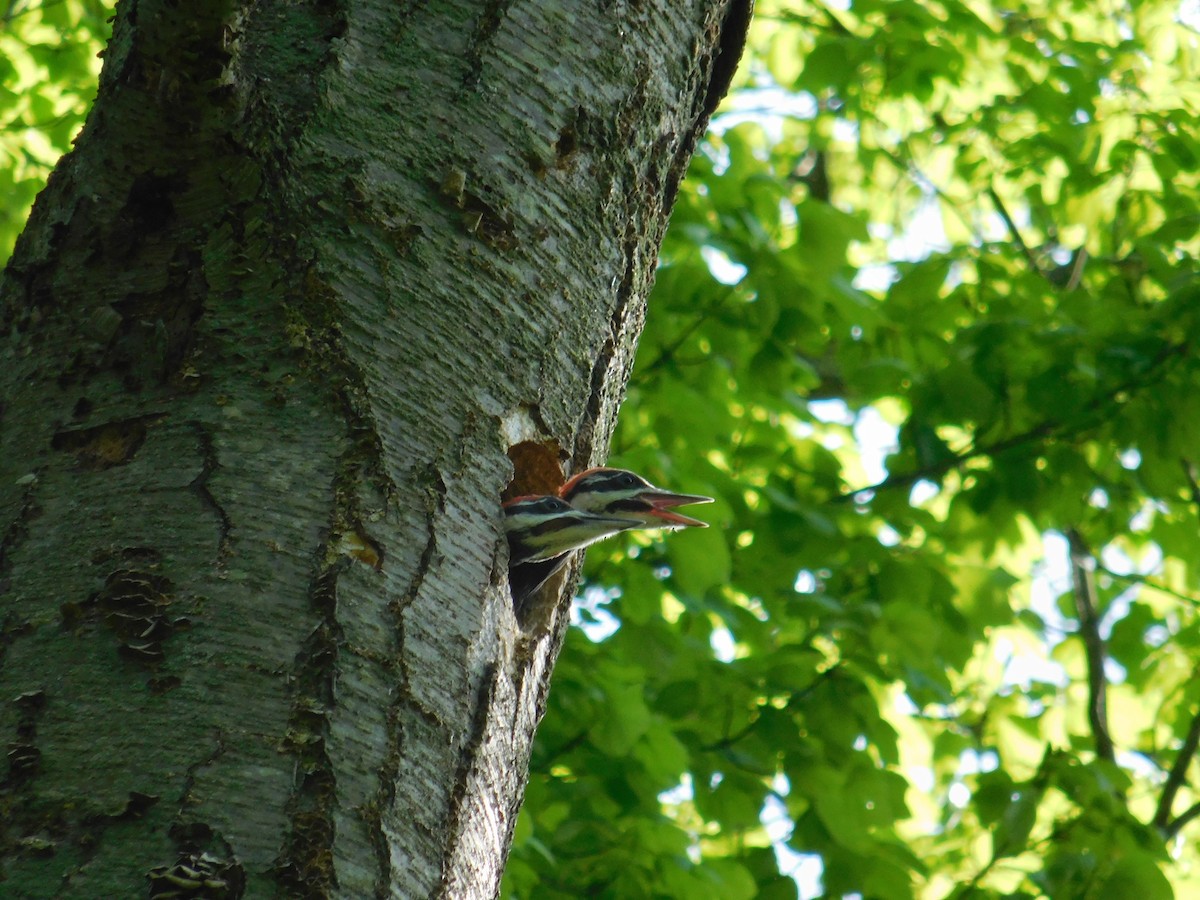Pileated Woodpecker - ML619418309