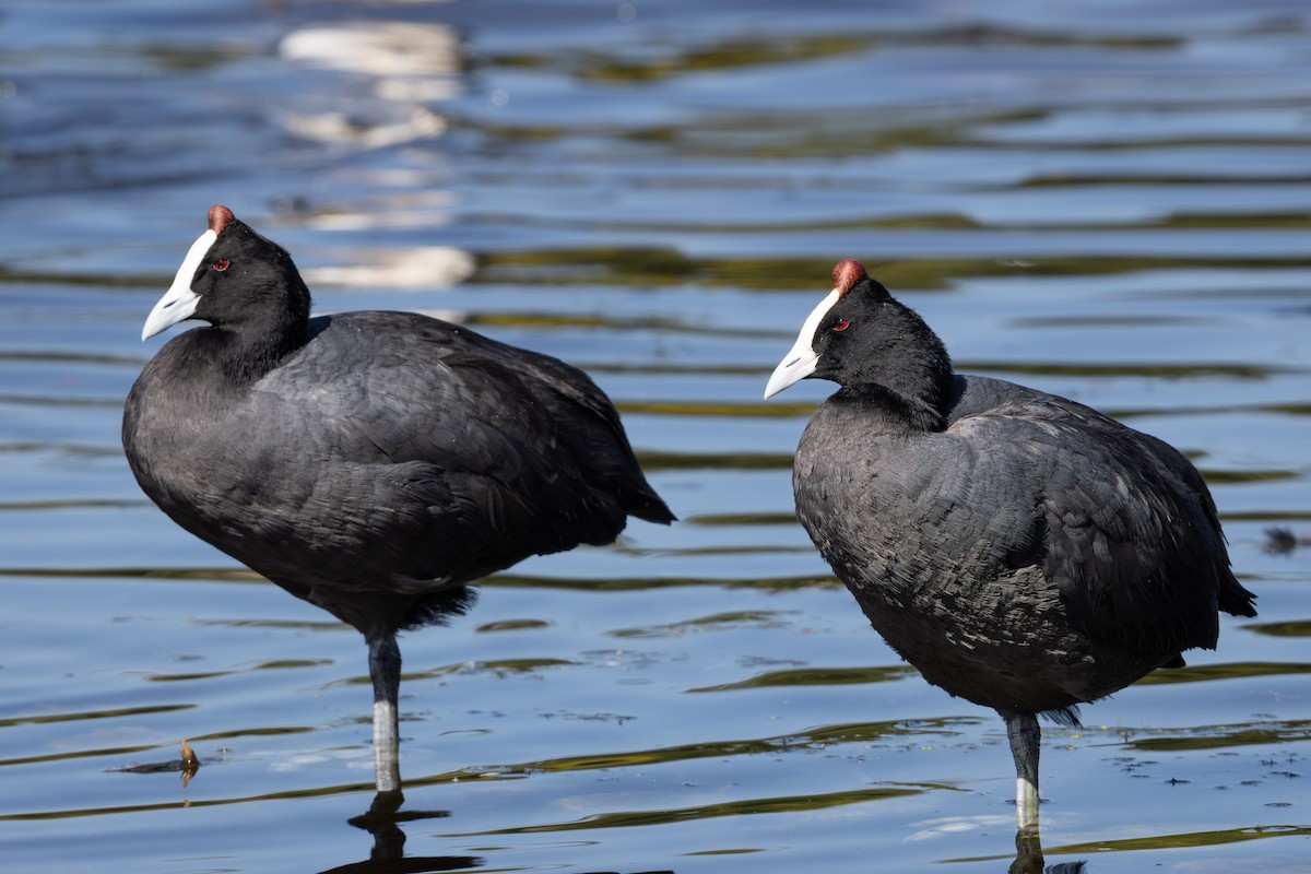 Red-knobbed Coot - ML619418347