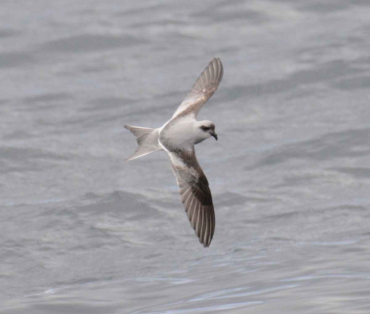 Fork-tailed Storm-Petrel - ML619418404