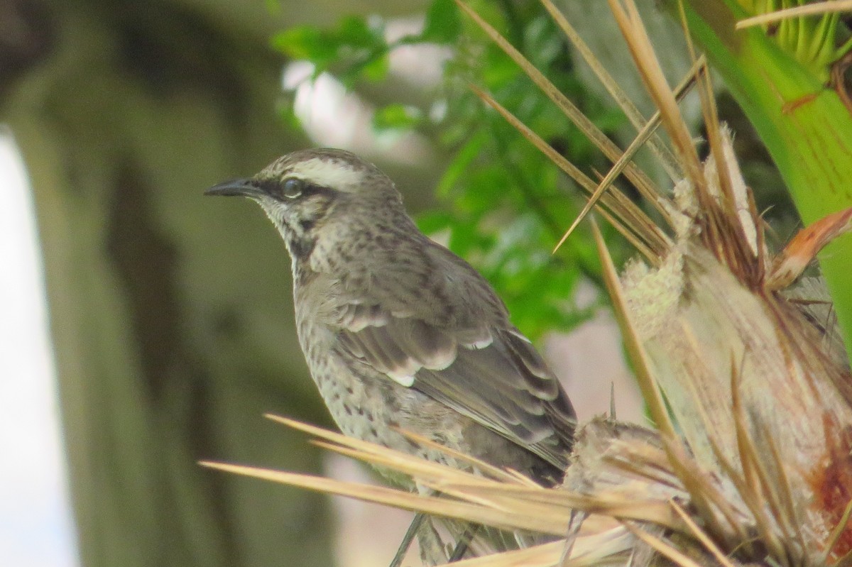 Long-tailed Mockingbird - ML619418442