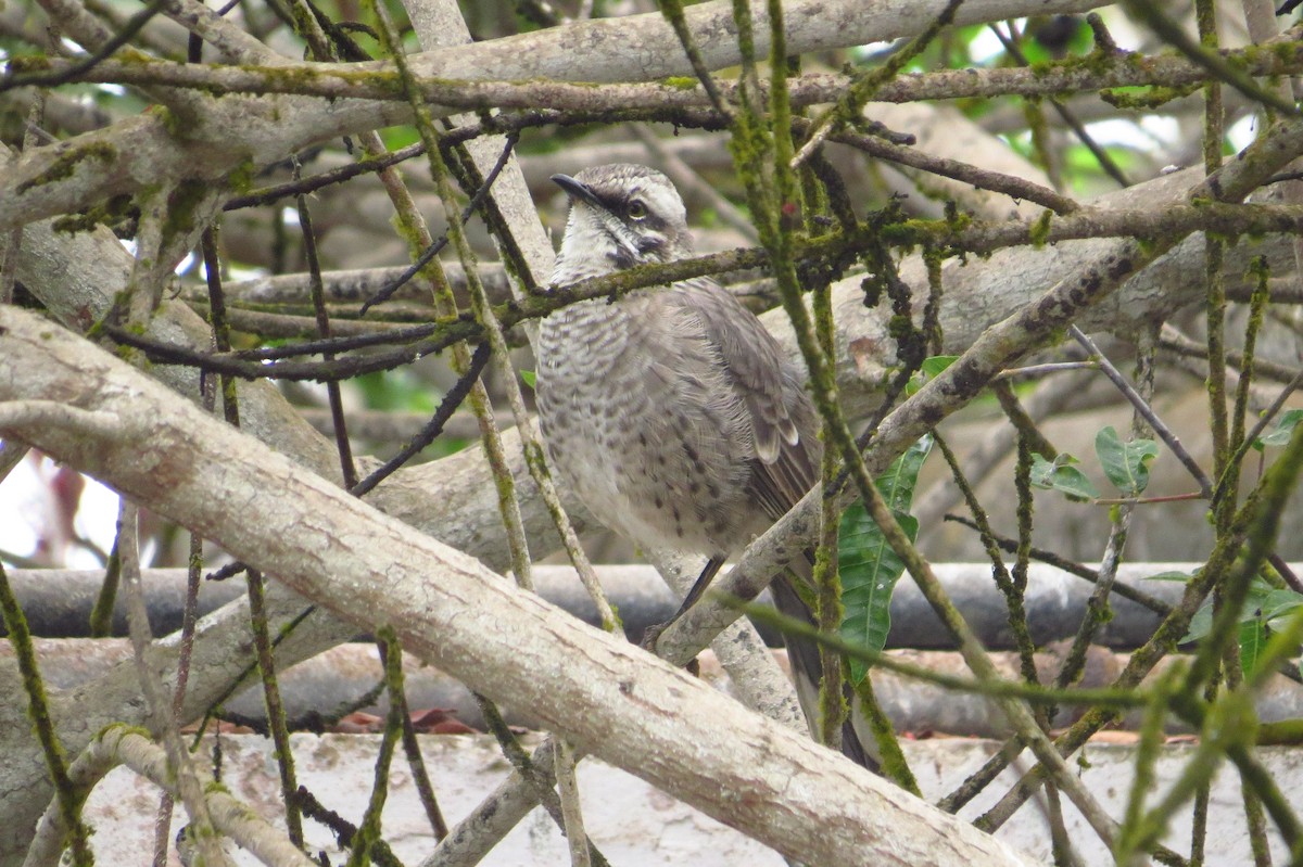 Long-tailed Mockingbird - ML619418450
