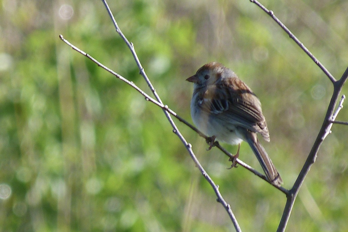 Field Sparrow - ML619418457