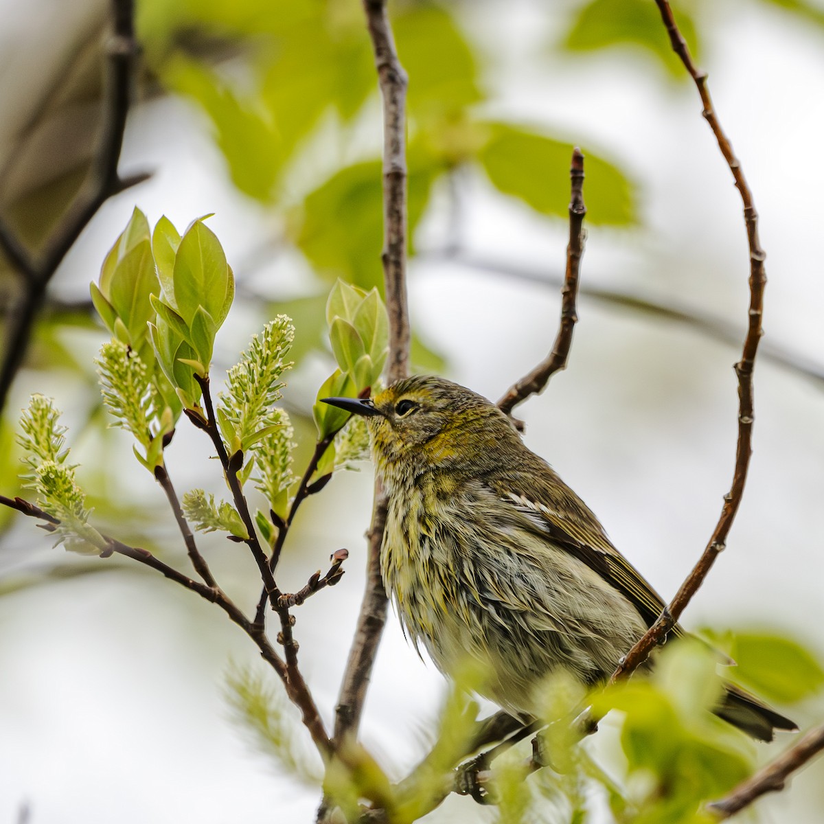 Cape May Warbler - ML619418494