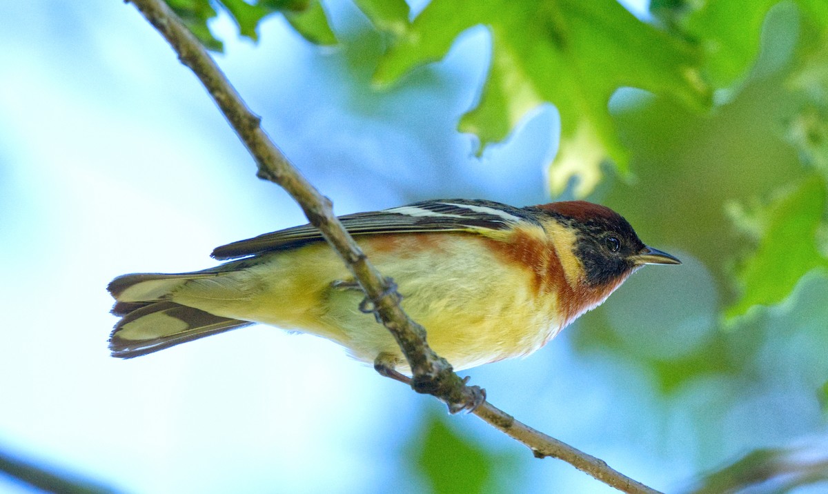 Bay-breasted Warbler - ML619418513