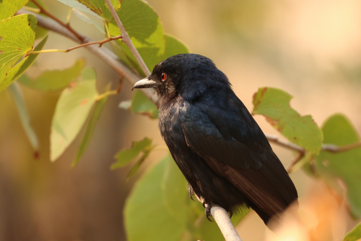 Fork-tailed Drongo - ML619418517