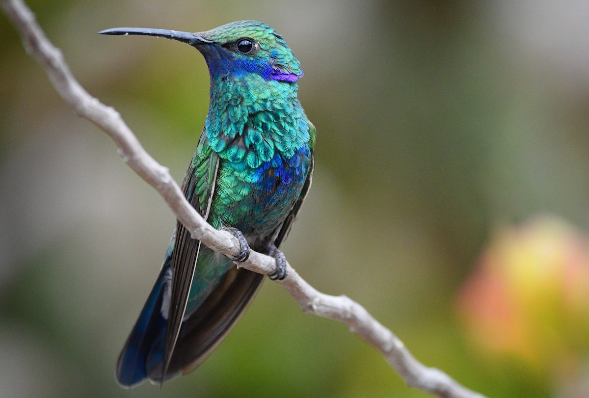 kolibřík modrolící - ML619418532