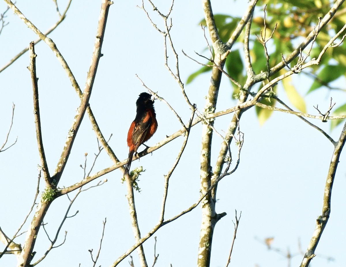 Orchard Oriole - ML619418553
