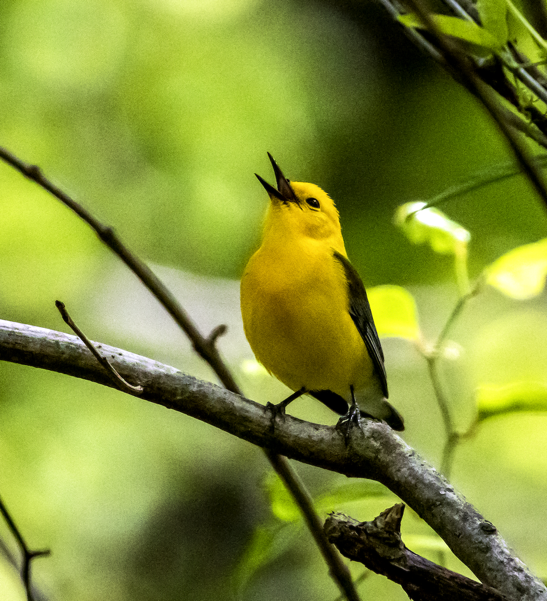 Prothonotary Warbler - ML619418557
