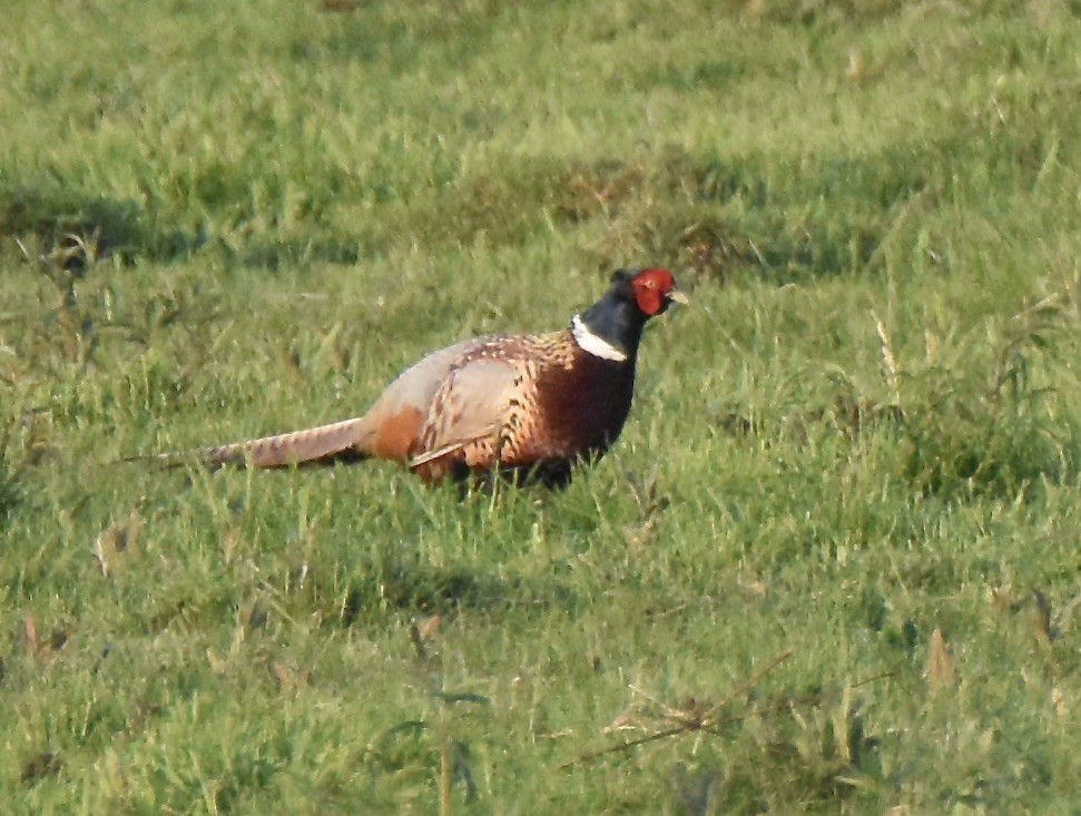 Ring-necked Pheasant - ML619418671