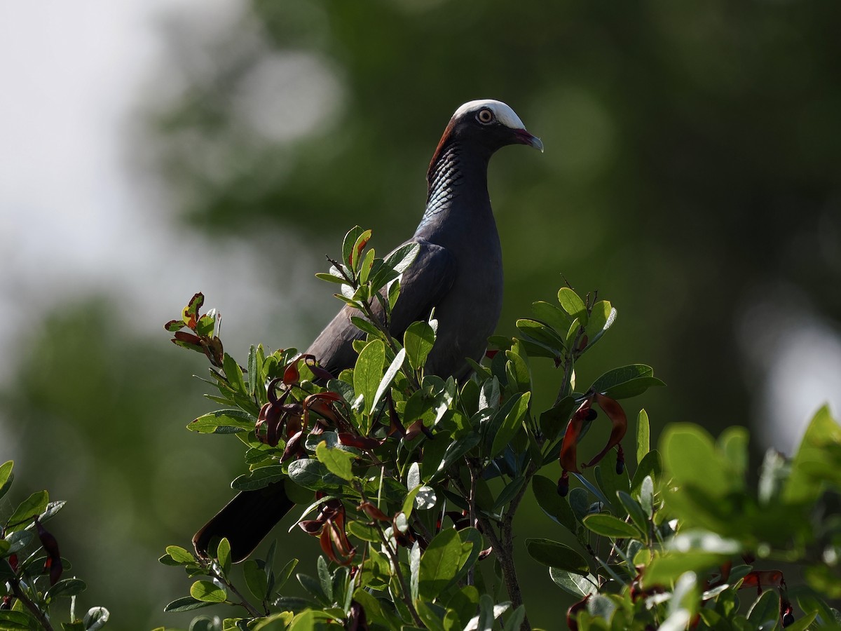 White-crowned Pigeon - ML619418720