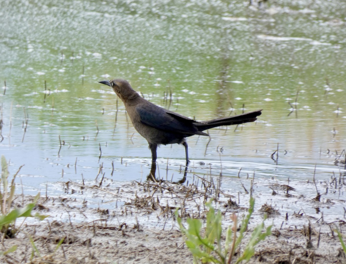 Great-tailed Grackle - ML619418743