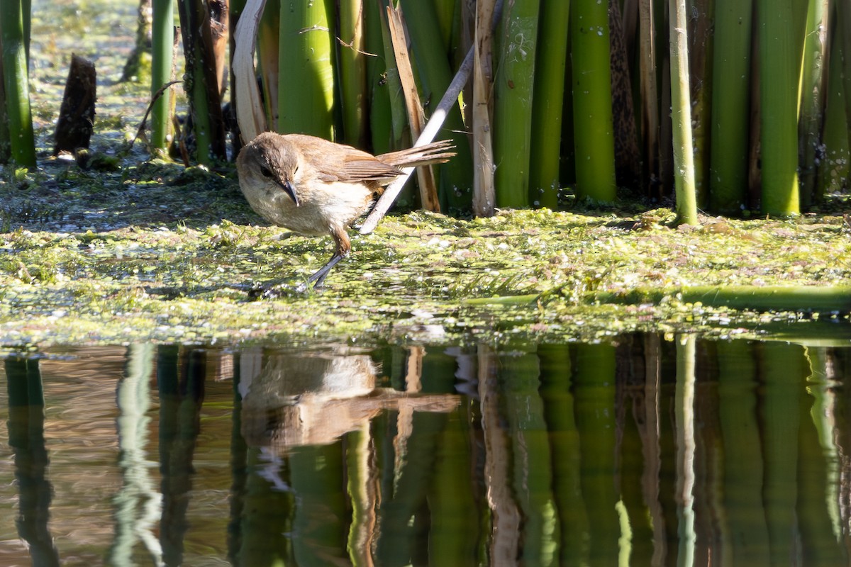 Common Reed Warbler - ML619418747