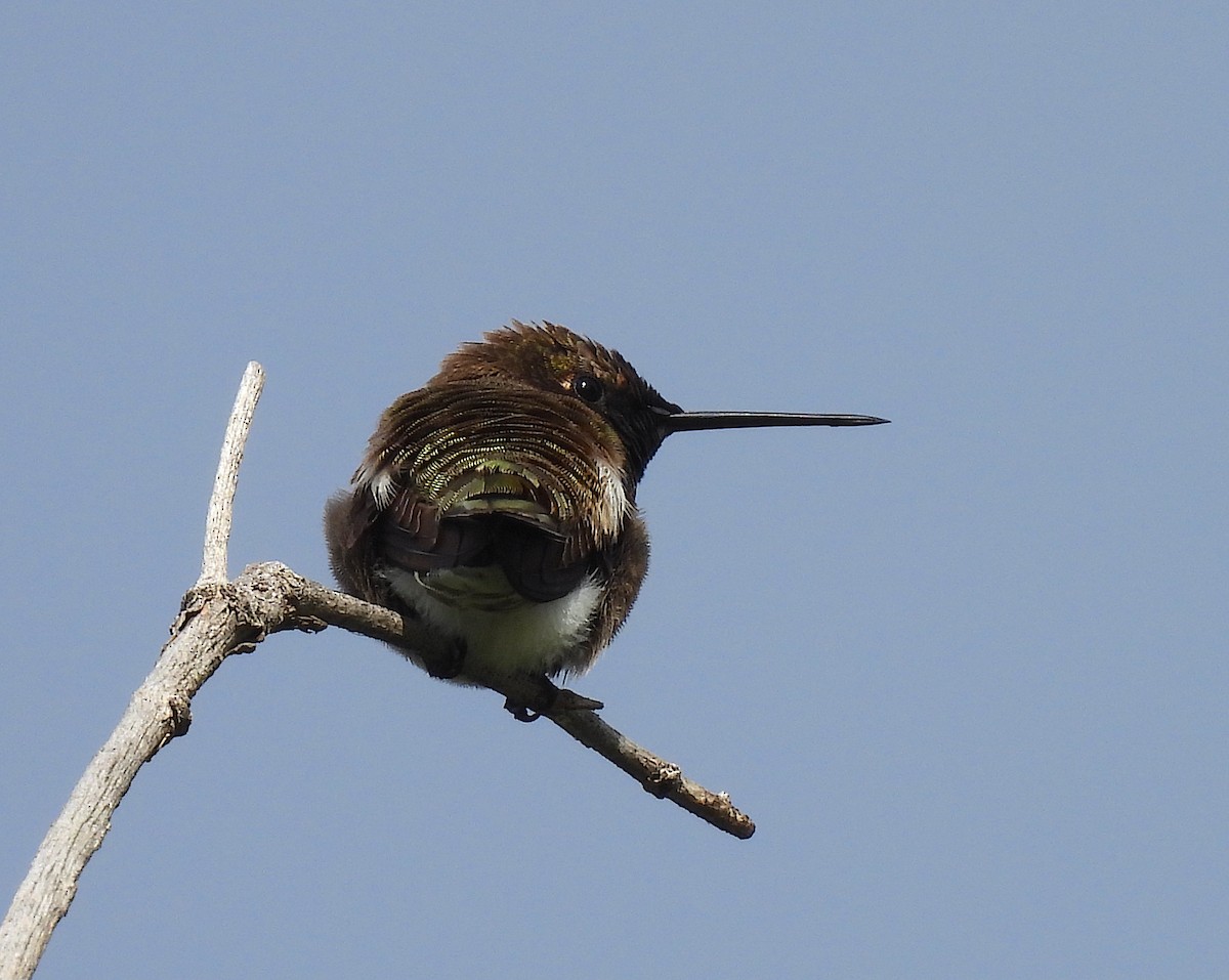 Black-chinned Hummingbird - ML619418751