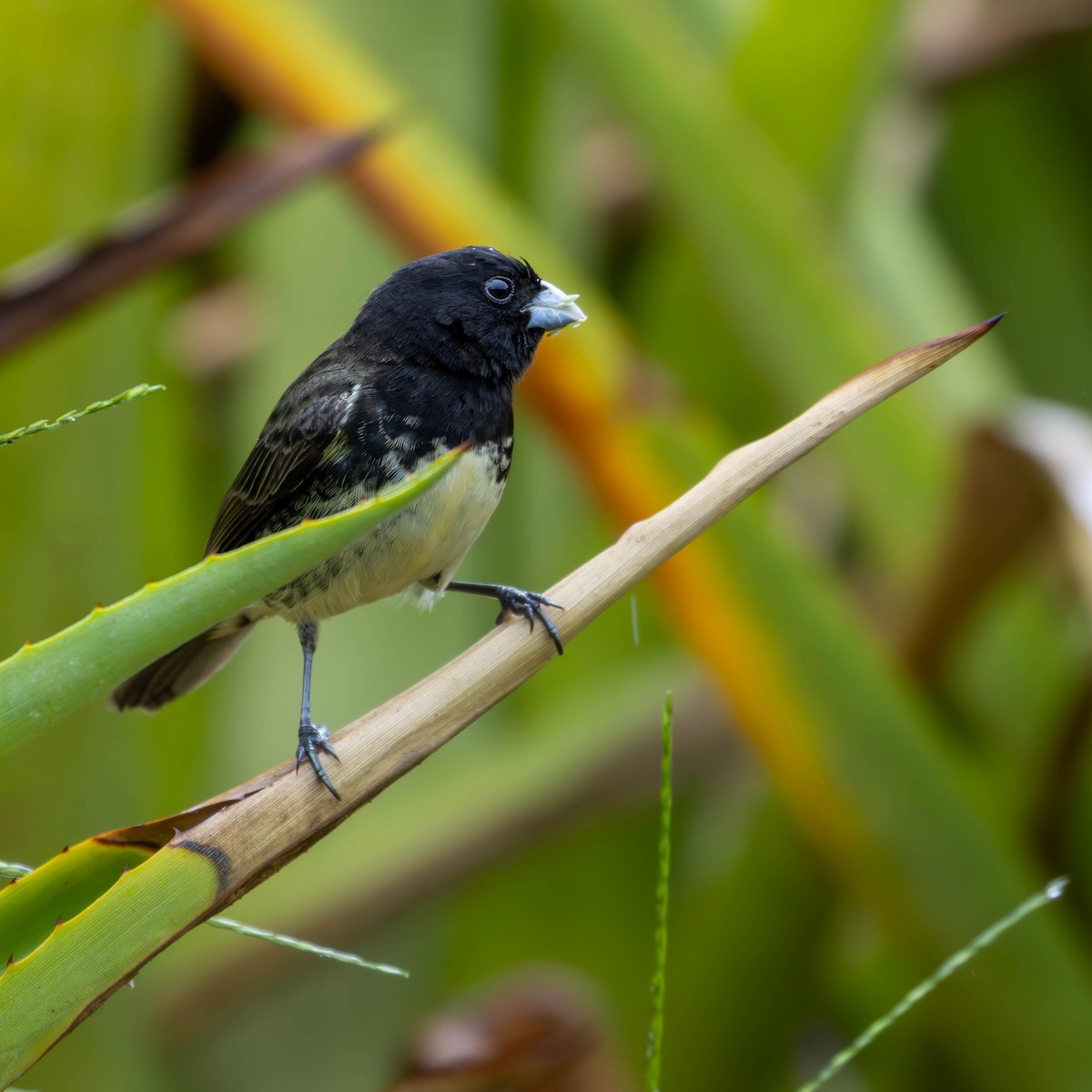 Yellow-bellied Seedeater - ML619418765
