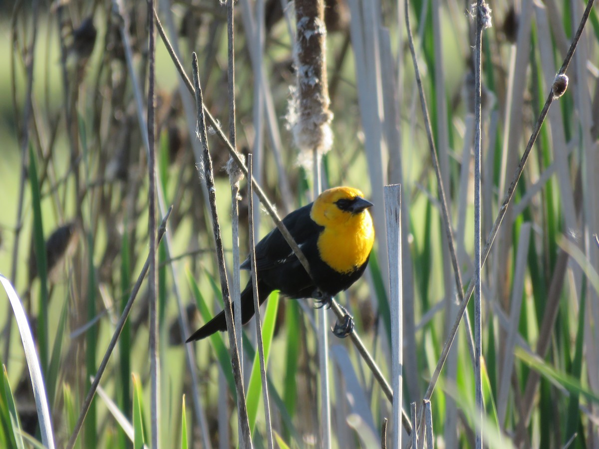 Yellow-headed Blackbird - ML619418805