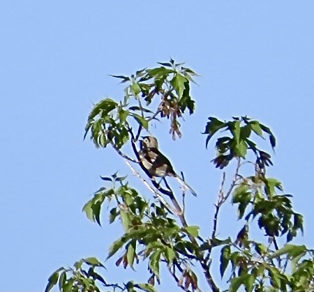 Field Sparrow - ML619418825