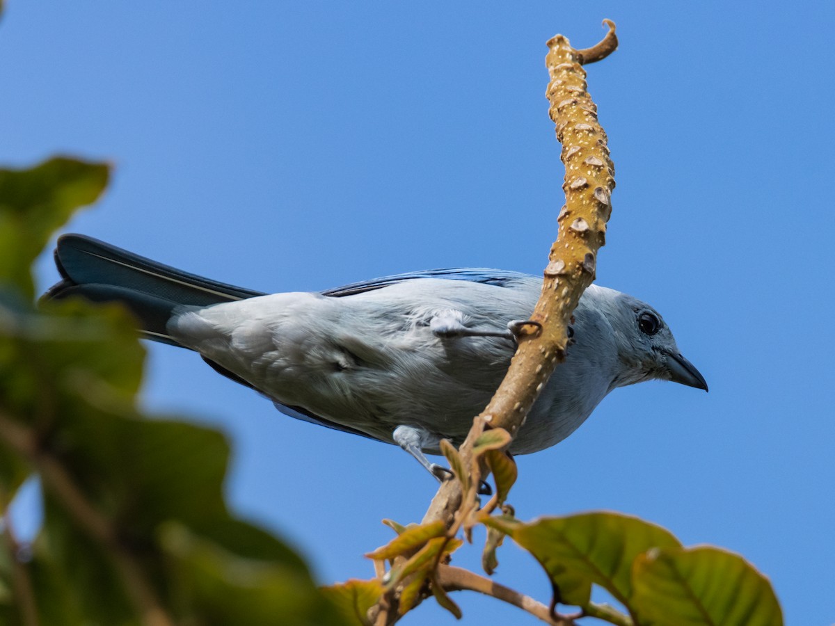 Blue-gray Tanager - ML619418834